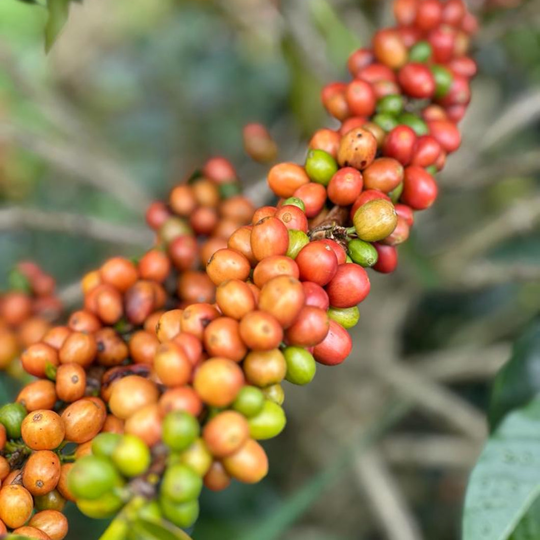 Coffee beans growing