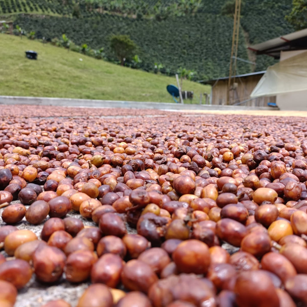 Tatama coffee beans